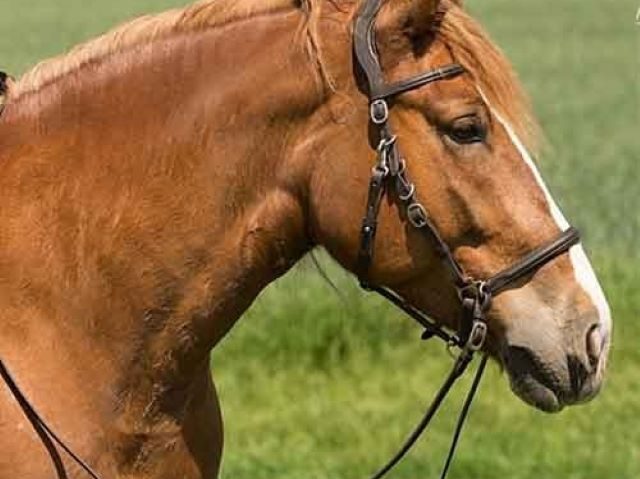 Bridles & Halters